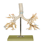 Bronchial Tree Model